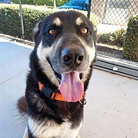 adopt a pet