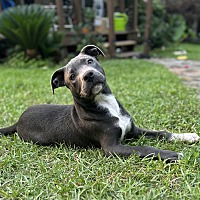 adopt a pet