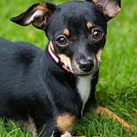 adopt a pet