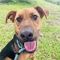 adopt a pet