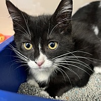 adopt a pet