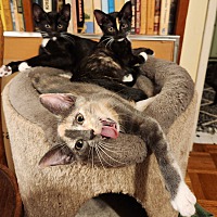 adopt a pet
