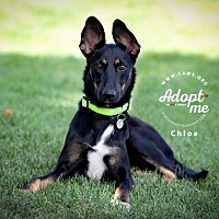 adopt a pet