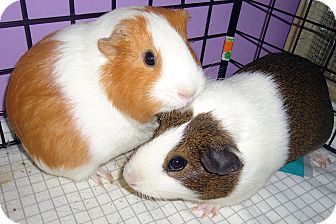 ginger and white guinea pig