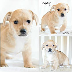 Thumbnail photo of Zippy #2