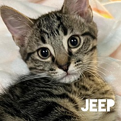 Thumbnail photo of Jeep #4