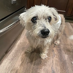 Photo of Alfie