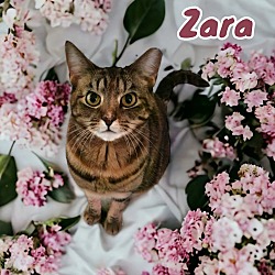 Thumbnail photo of Zara #3