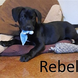 Thumbnail photo of Rebel #1