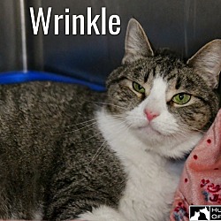 Thumbnail photo of Wrinkle #1