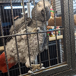 Thumbnail photo of African Greys Lola & George #2