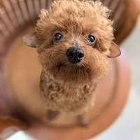 adopt-pet