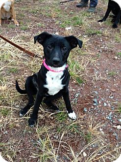 lab mixed with small dog