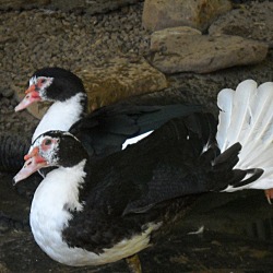 Thumbnail photo of Mr Muscovy #2