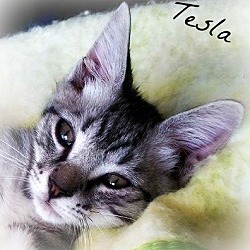Thumbnail photo of Tesla #1