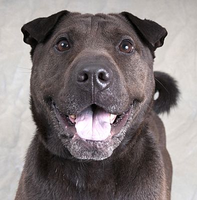 Chicago, IL - Shar Pei/Labrador Retriever. Meet Reba a Pet for Adoption