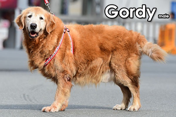 golden retrievers needing a home in surrey