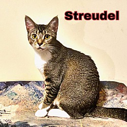 Thumbnail photo of STREUDEL #2