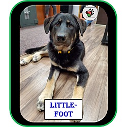 Thumbnail photo of Little-Foot - UPDATED #4