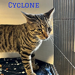 Thumbnail photo of Cyclone #1