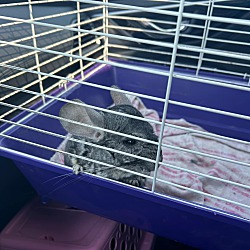 bonded pet photo