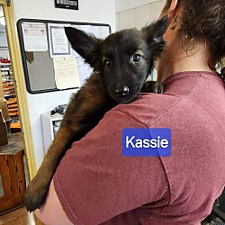 Thumbnail photo of Kassie #1