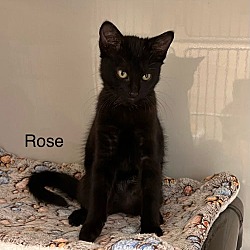 Thumbnail photo of Rose #1