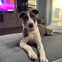 adopt a pet