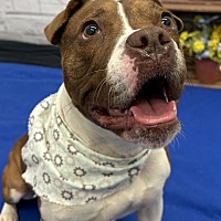 adopt a pet