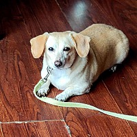adopt-pet