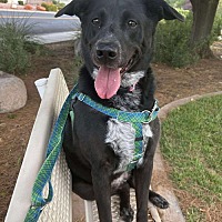 adopt a pet