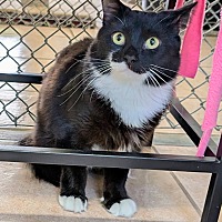 adopt-pet