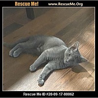 anjule russian blues