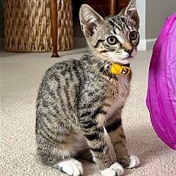 Photo of Coconut Kitten