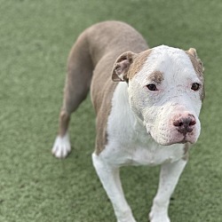 Photo of Dexter