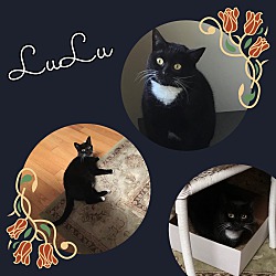 Photo of LuLu