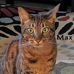Photo of Max (Pending)