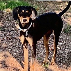 Thumbnail photo of Josie~adopted! #3