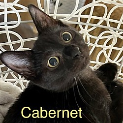 Thumbnail photo of Cabernet #2