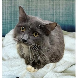 Photo of OSCAR