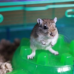 Photo of Hammy