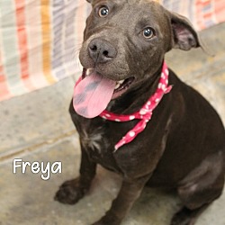 Thumbnail photo of Freya #1