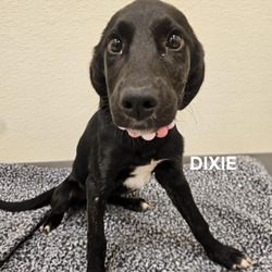 Thumbnail photo of Dixie #4