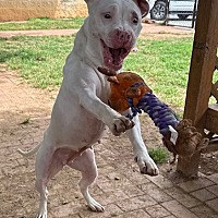 adopt a pet