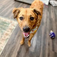 adopt a pet