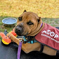 adopt a pet