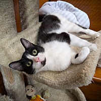 adopt a pet