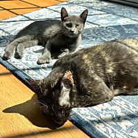 adopt a pet