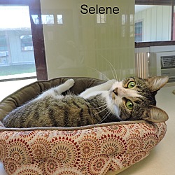 Thumbnail photo of Selene #1