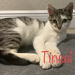 Photo of Tinsel
